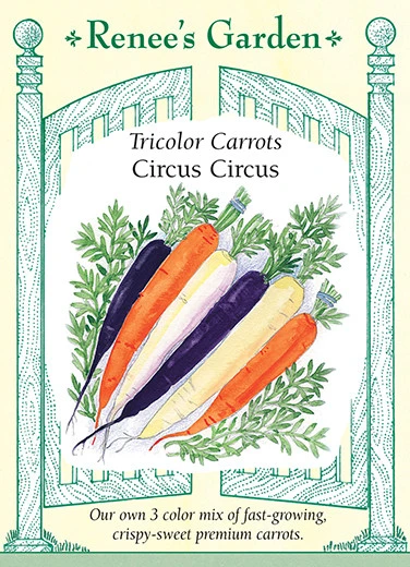 RG Carrots Tricolor Circus Circus